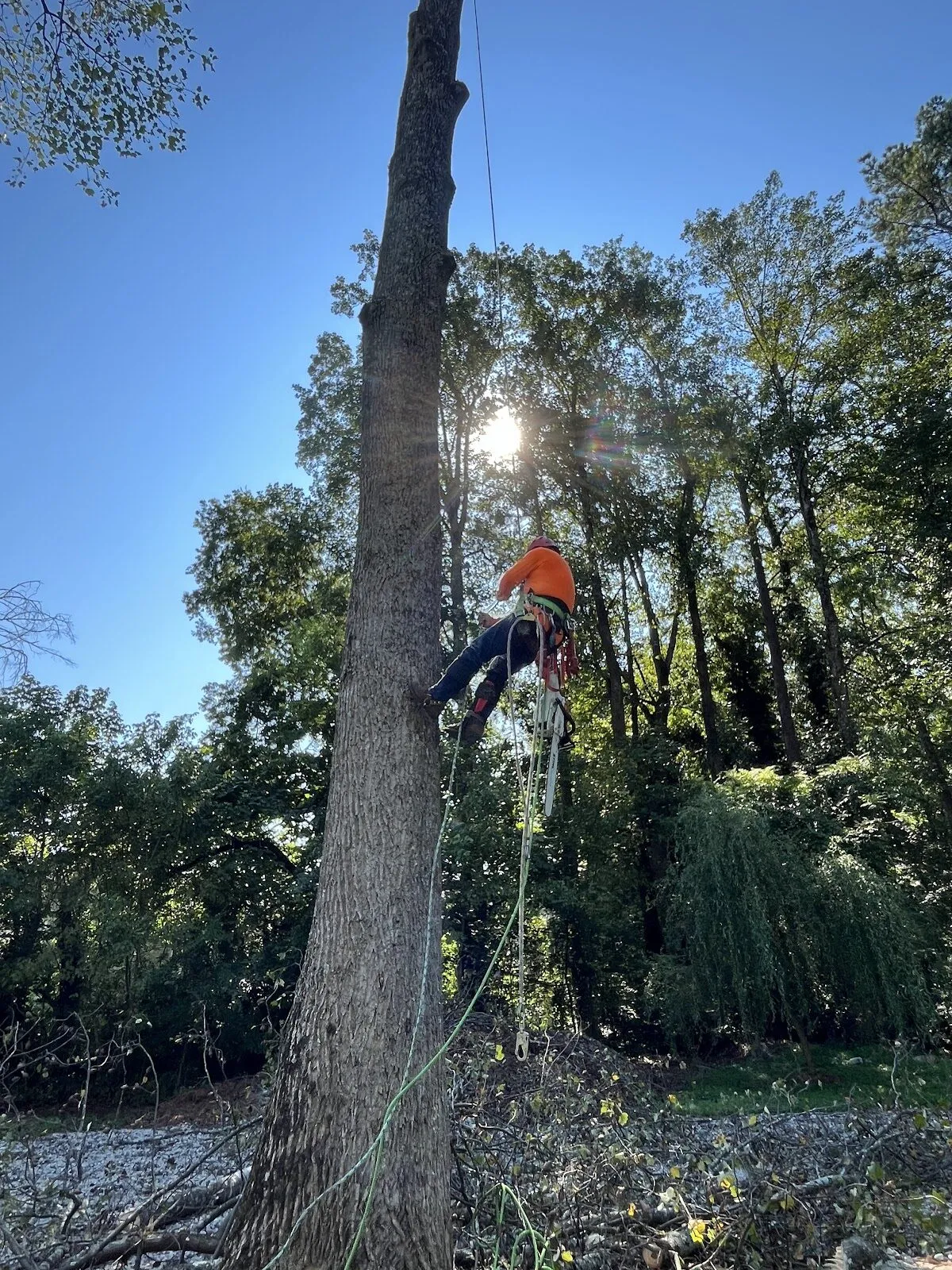 WG Treeservices climber with orange helmet and ropes high in a tree, sun flaring through the canopy.