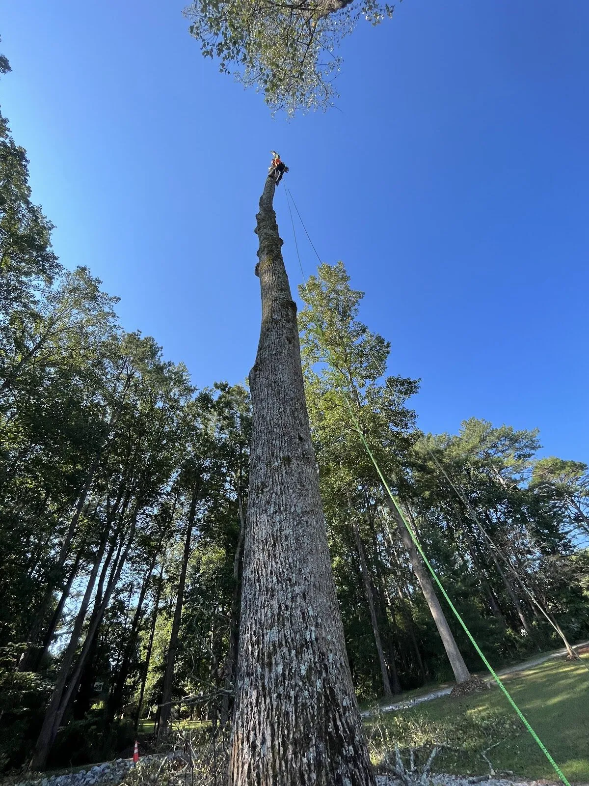 A WG Treeservices climber near the top of a very tall trunk against a blue sky.