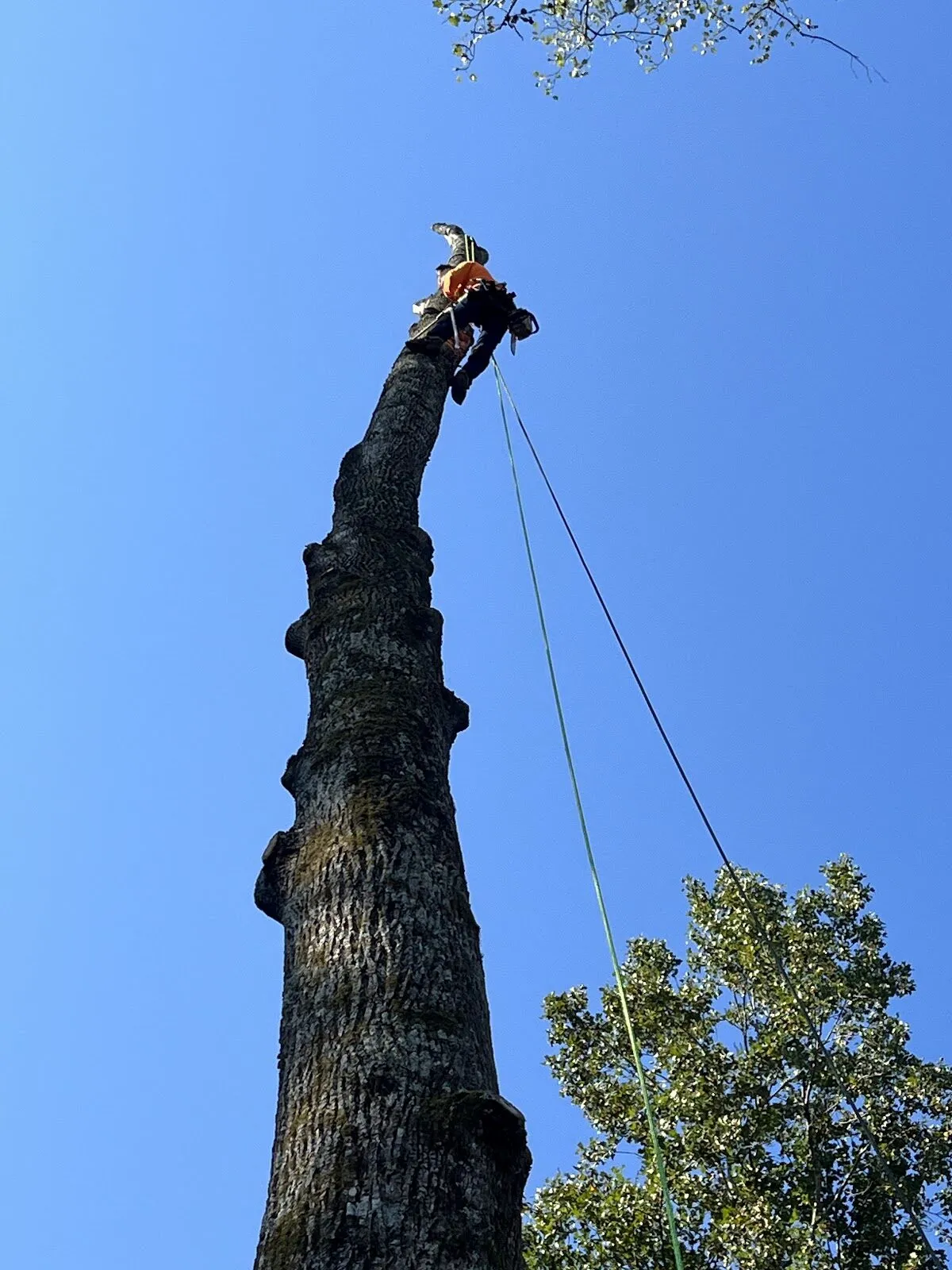 WG Treeservices climber high on a tall trunk with rigging ropes against a clear blue sky.